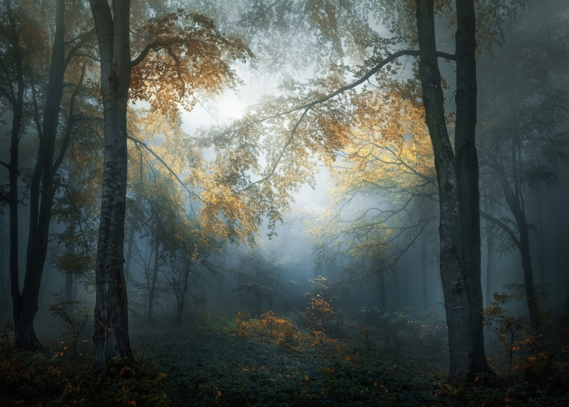 20 stunning pictures of the finalists of the Sony World Photography 2018 photo contest