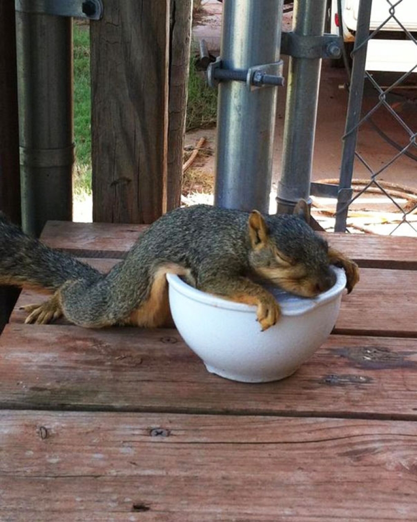 21 argumentos indiscutibles a favor del hecho de que los animales son líquidos 21 argumentos indiscutibles a favor del hecho de que los animales son líquidos