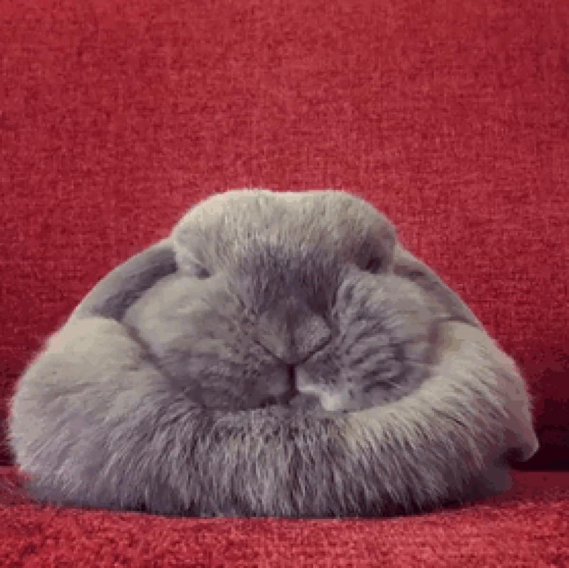21 argumentos indiscutibles a favor del hecho de que los animales son líquidos 21 argumentos indiscutibles a favor del hecho de que los animales son líquidos