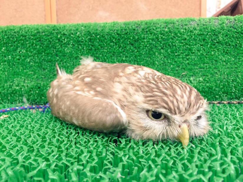 21 argumentos indiscutibles a favor del hecho de que los animales son líquidos 21 argumentos indiscutibles a favor del hecho de que los animales son líquidos