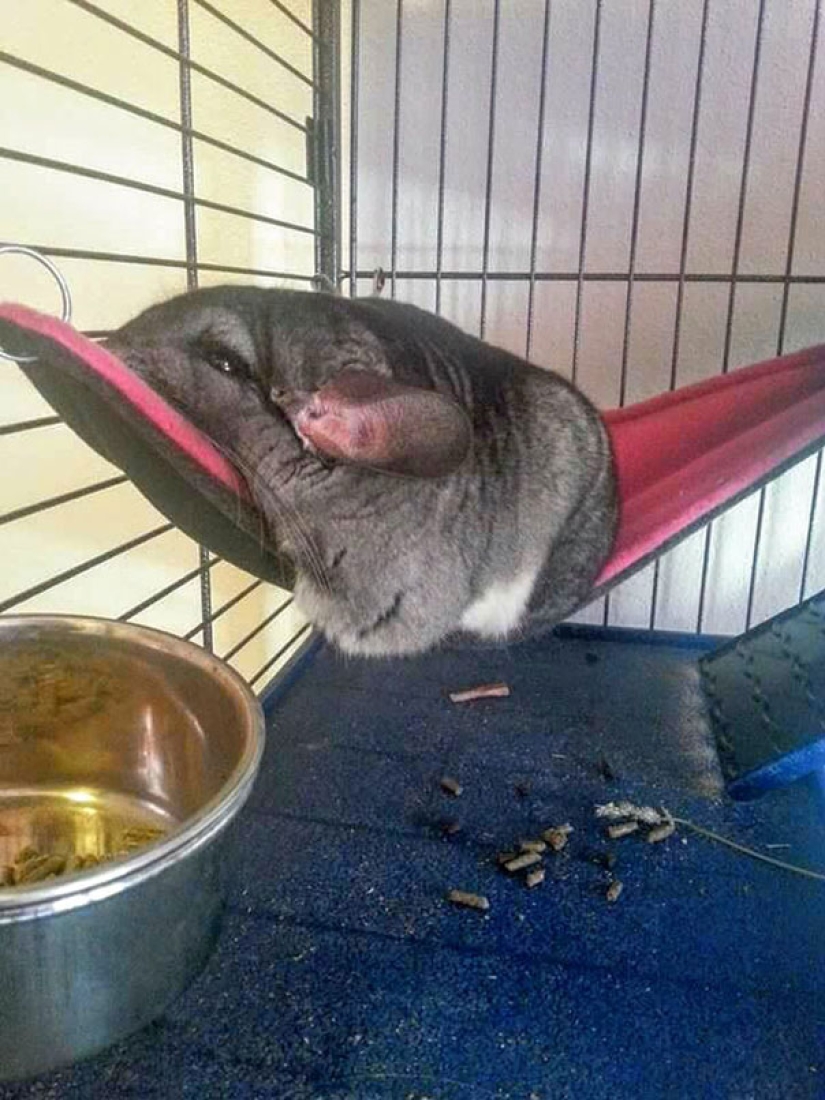 21 argumentos indiscutibles a favor del hecho de que los animales son líquidos 21 argumentos indiscutibles a favor del hecho de que los animales son líquidos