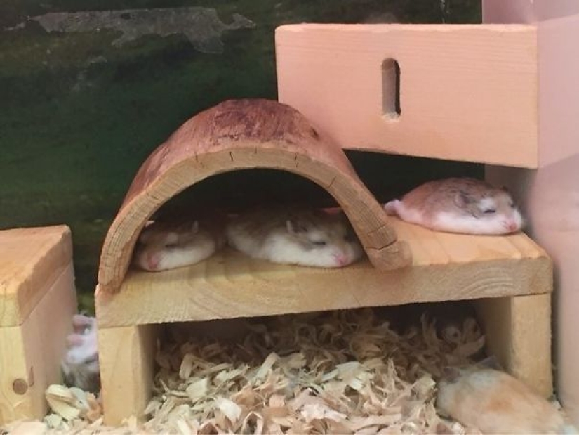 21 argumentos indiscutibles a favor del hecho de que los animales son líquidos 21 argumentos indiscutibles a favor del hecho de que los animales son líquidos