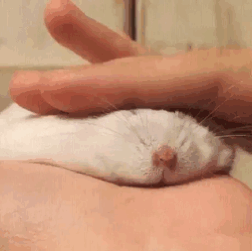 21 argumentos indiscutibles a favor del hecho de que los animales son líquidos 21 argumentos indiscutibles a favor del hecho de que los animales son líquidos