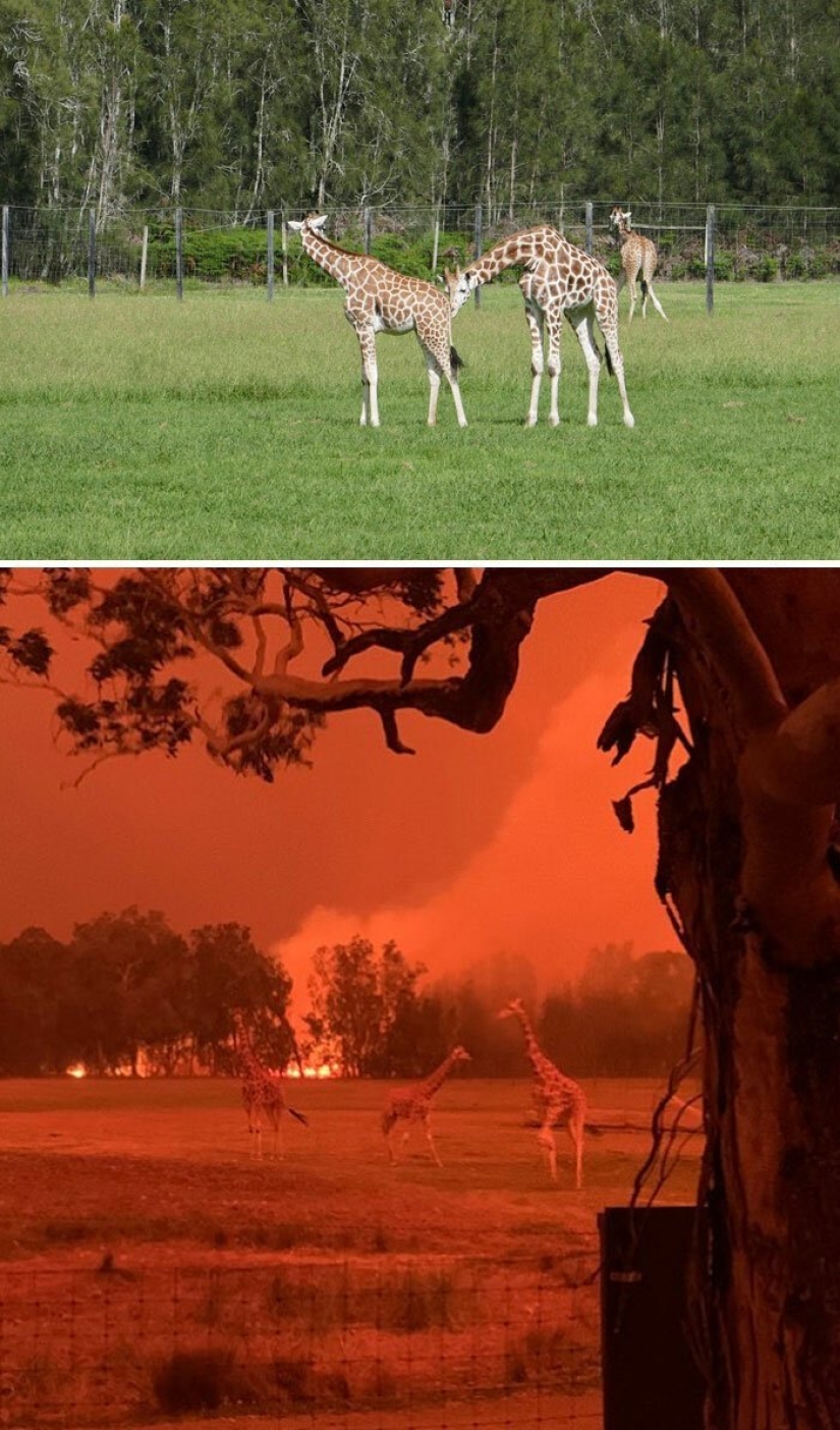 21 fotos que muestran las secuelas de los terribles incendios forestales en Australia