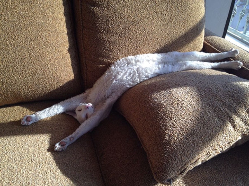 21 indisputable arguments in favor of the fact that animals are liquid 21 indisputable arguments in favor of the fact that animals are liquid