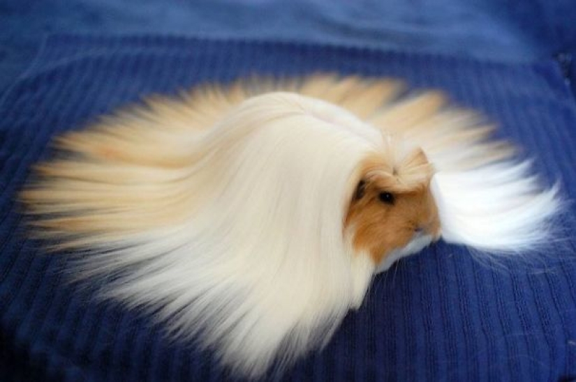 21 indisputable arguments in favor of the fact that animals are liquid 21 indisputable arguments in favor of the fact that animals are liquid