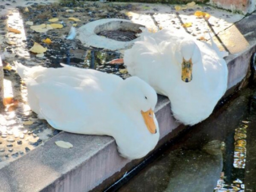 21 indisputable arguments in favor of the fact that animals are liquid 21 indisputable arguments in favor of the fact that animals are liquid