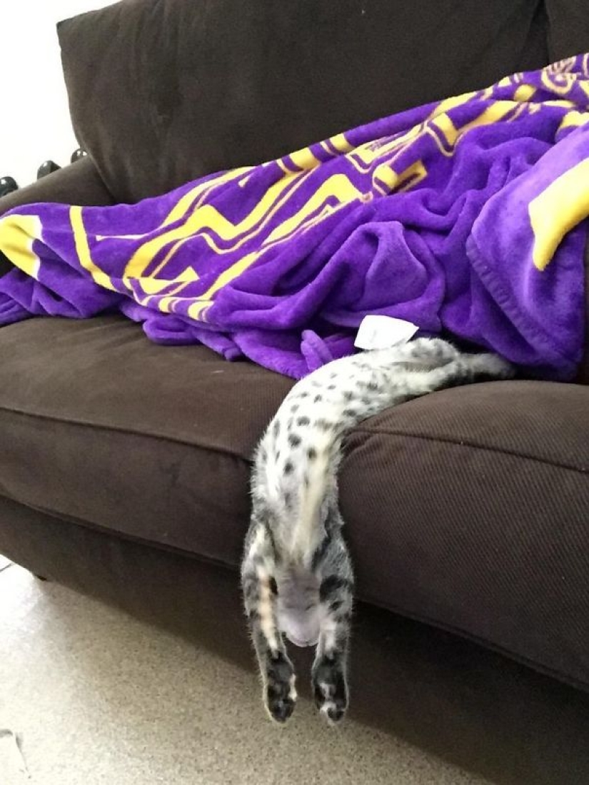 21 indisputable arguments in favor of the fact that animals are liquid 21 indisputable arguments in favor of the fact that animals are liquid