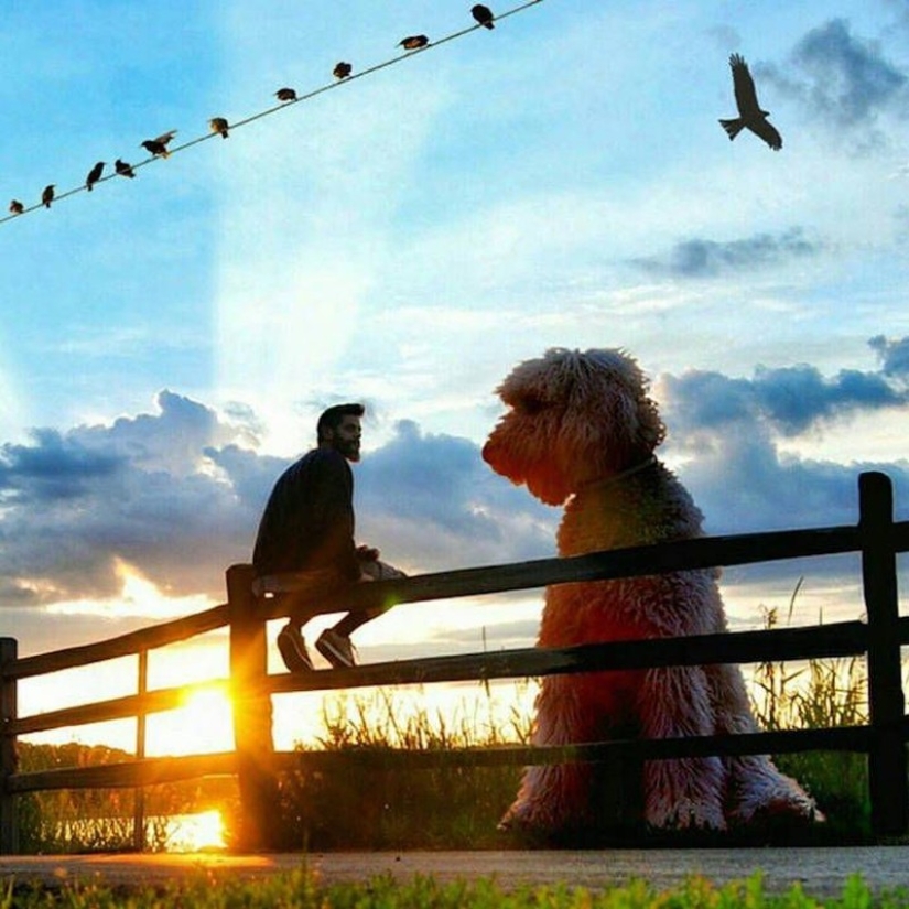 22 fotos divertidas sobre las increíbles aventuras de un fotógrafo y su perro" gigante"
