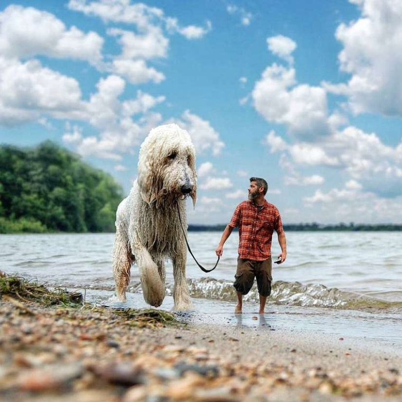 22 funny photos about the incredible adventures of a photographer and his "giant" dog