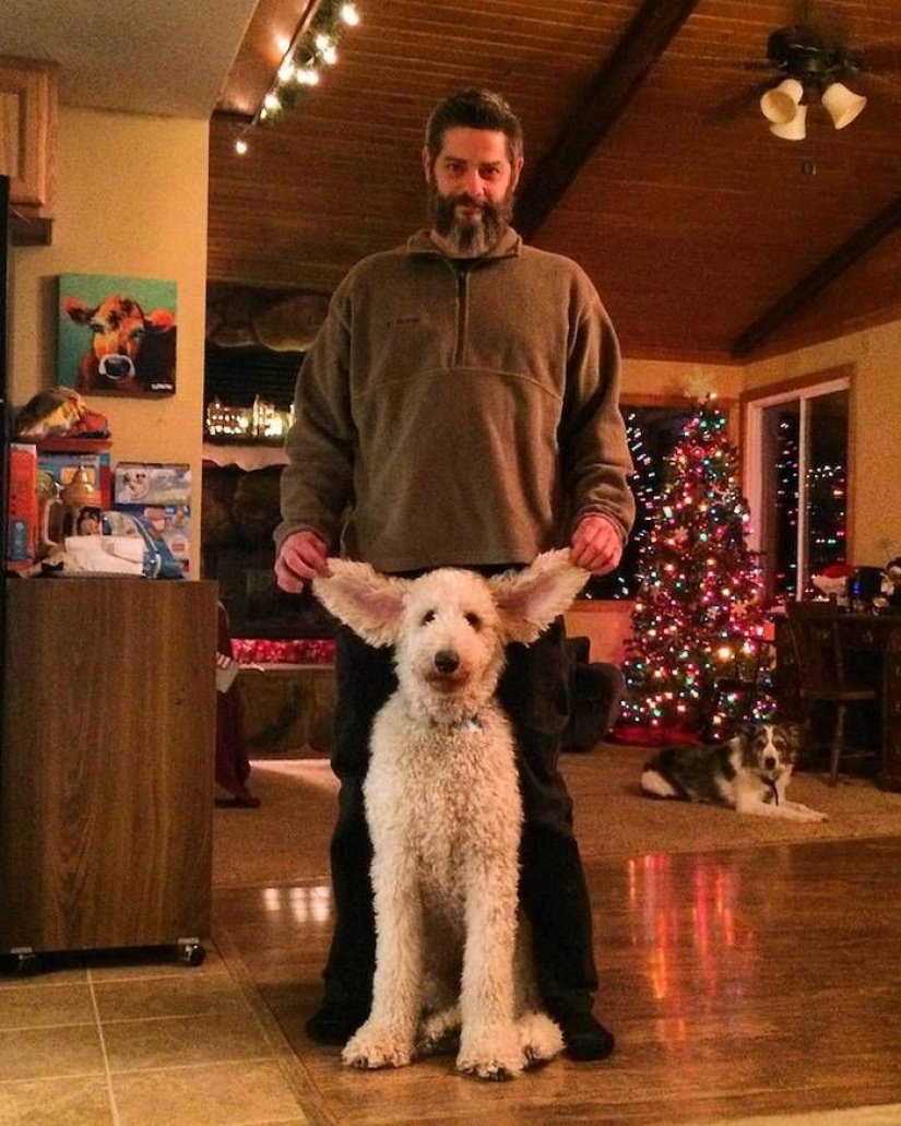 22 funny photos about the incredible adventures of a photographer and his "giant" dog