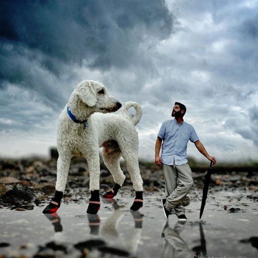 22 imágenes divertidas acerca de las increíbles aventuras de un fotógrafo y su perro gigante