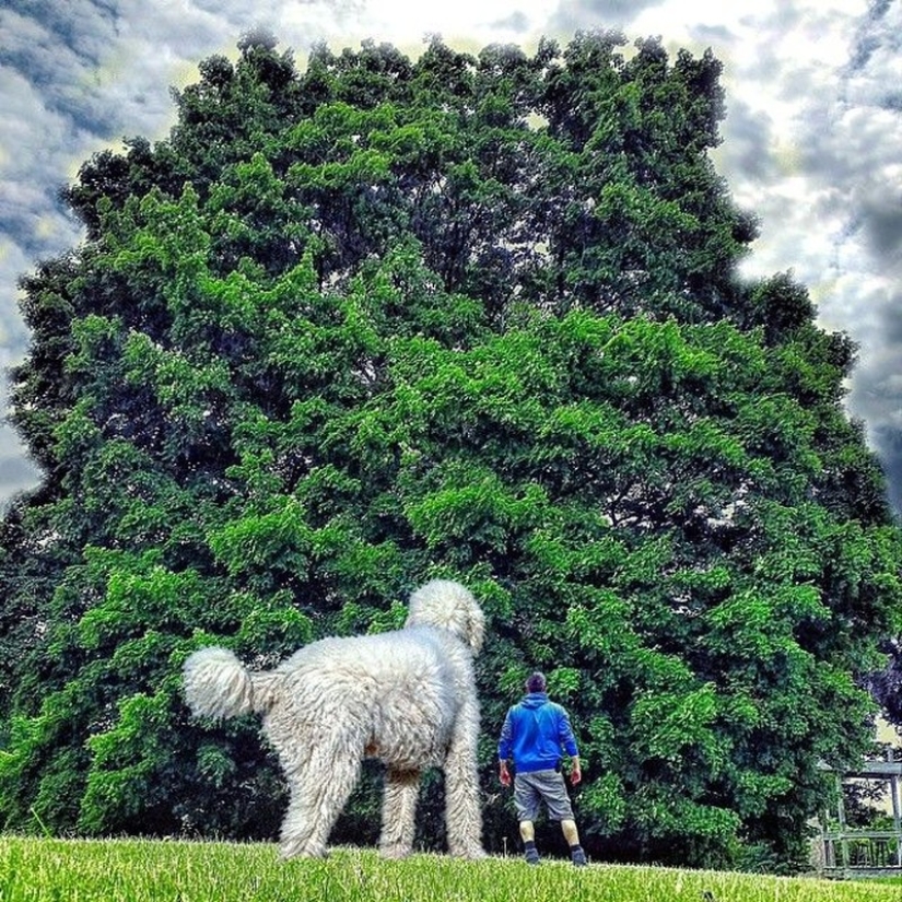 22 imágenes divertidas acerca de las increíbles aventuras de un fotógrafo y su perro gigante