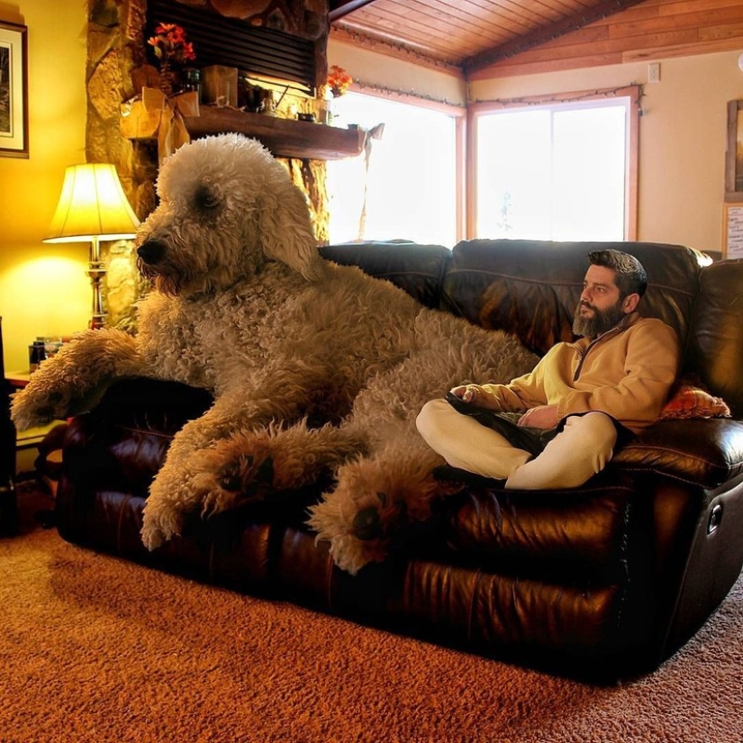 22 imágenes divertidas acerca de las increíbles aventuras de un fotógrafo y su perro gigante