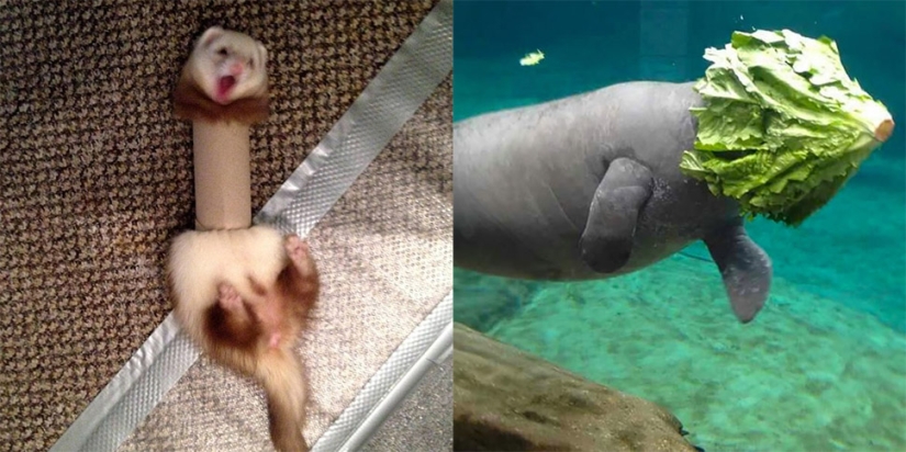 23 errores de animales más divertidos