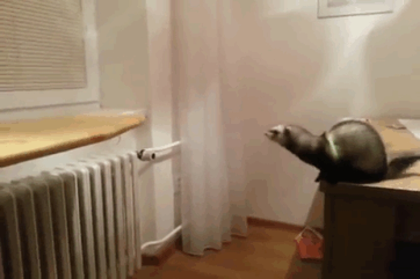 23 errores de animales más divertidos