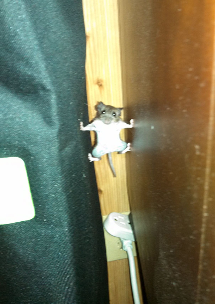 23 funniest animal blunders