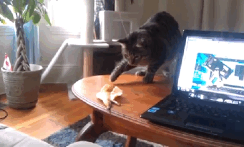 23 funniest animal blunders