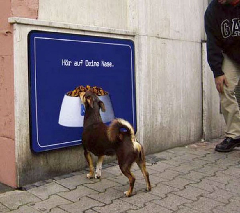 23 funniest animal blunders