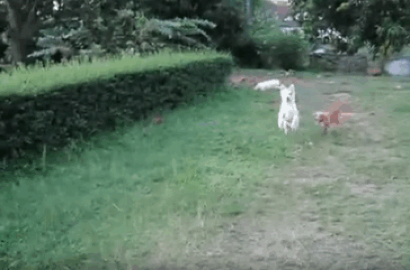 23 funniest animal blunders