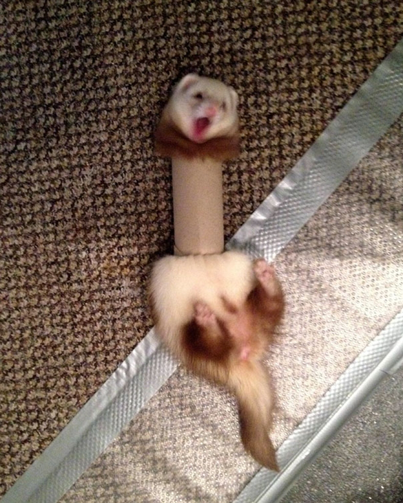 23 funniest animal blunders