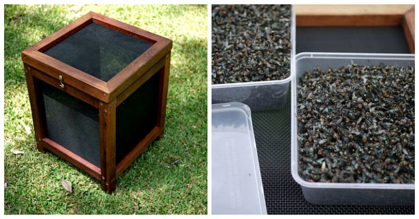 2.3 kilos of flies per week: how to get rid of insects in the country according to the Australian method