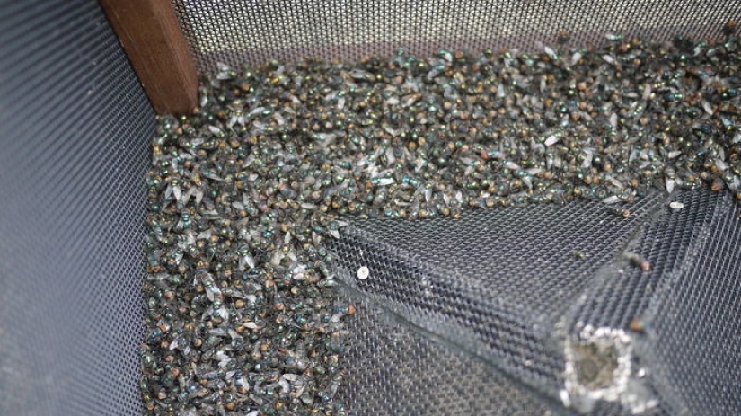 2.3 kilos of flies per week: how to get rid of insects in the country according to the Australian method