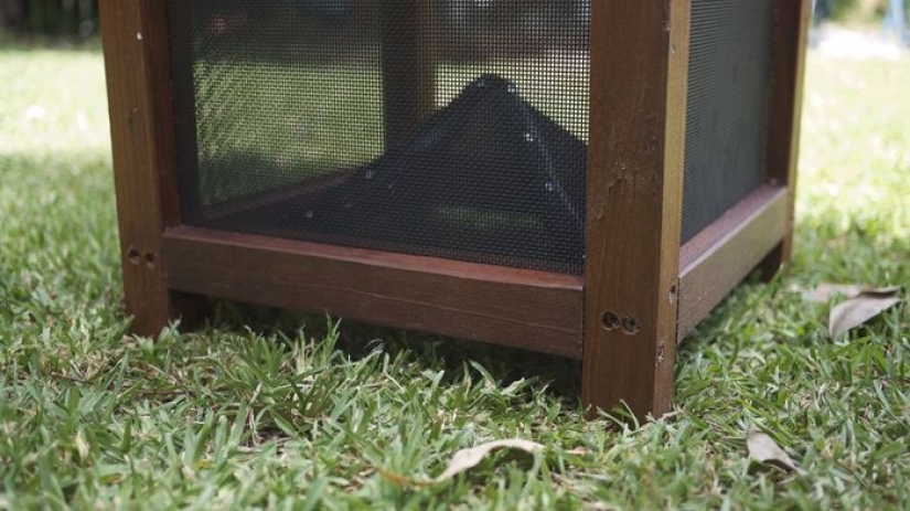 2.3 kilos of flies per week: how to get rid of insects in the country according to the Australian method