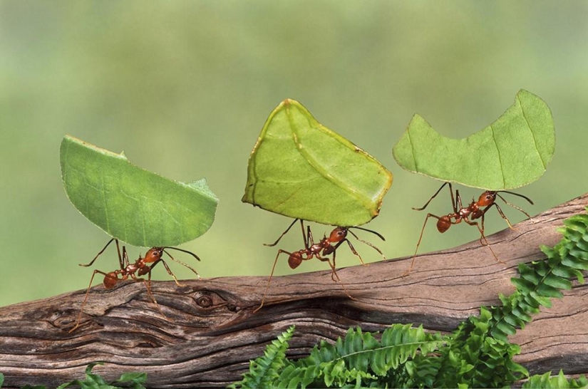 25 amazing human phobias that really exist