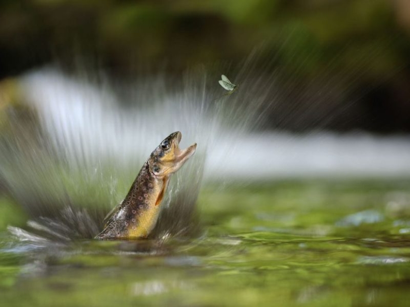 25 best works from the Siena Photo Awards 2018 photo contest