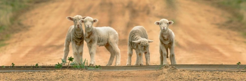 25 fotogramas que encantaron incluso a los fotógrafos profesionales 25 fotogramas que encantaron incluso a los fotógrafos profesionales