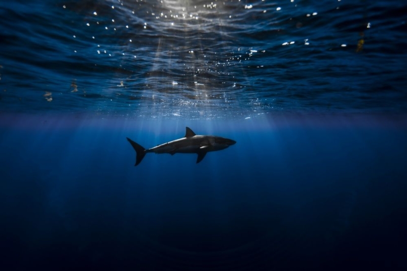 25 fotogramas que encantaron incluso a los fotógrafos profesionales 25 fotogramas que encantaron incluso a los fotógrafos profesionales