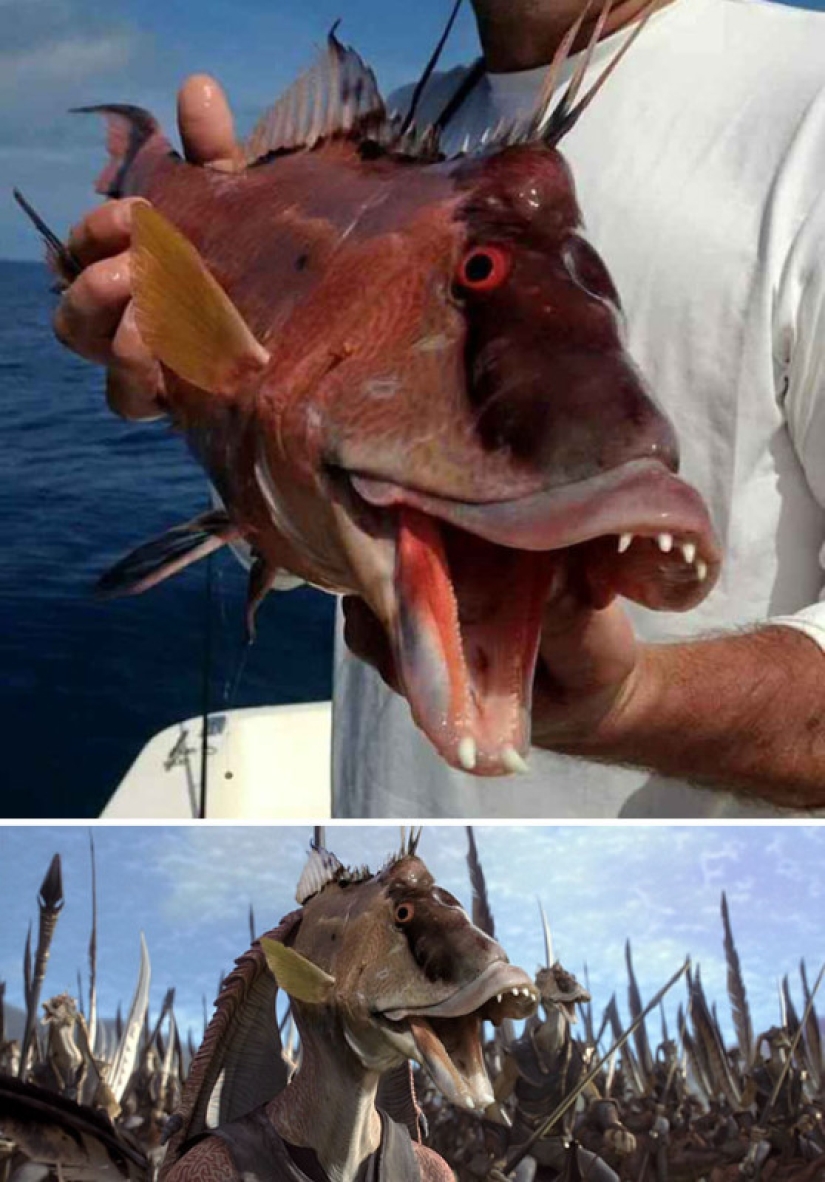 25 works of the winners of photoshop battles