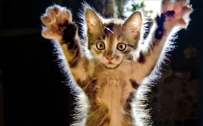 30 maneras de usar gatos en el hogar