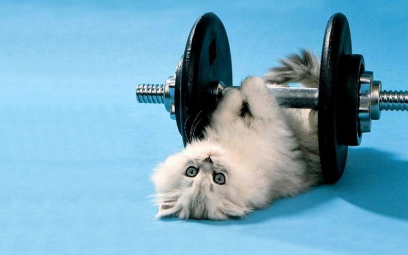 30 maneras de usar gatos en el hogar