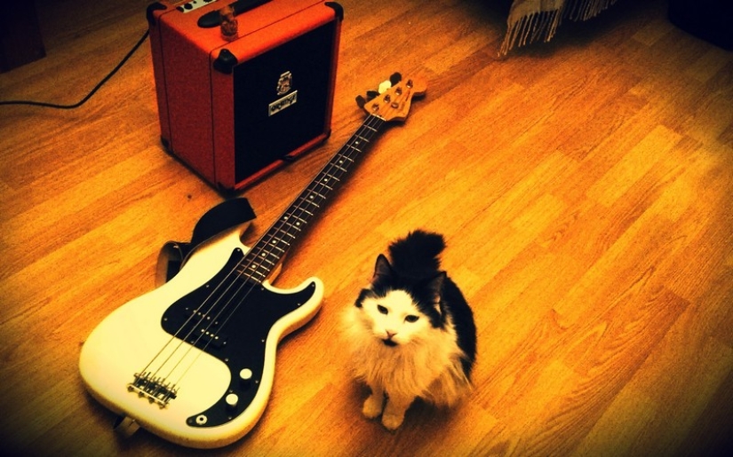 30 maneras de usar gatos en el hogar