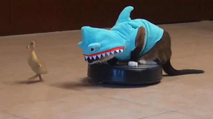 30 maneras de usar gatos en el hogar