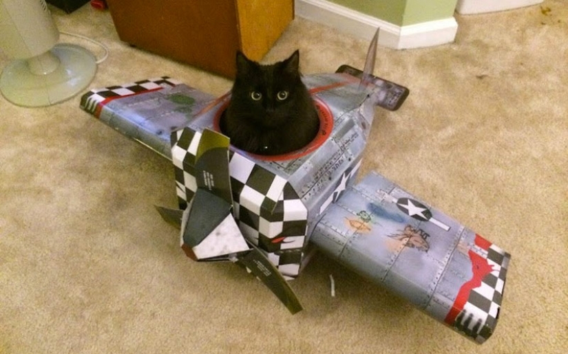 30 maneras de usar gatos en el hogar