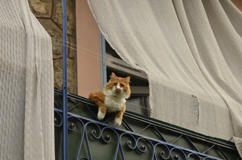 30 maneras de usar gatos en el hogar