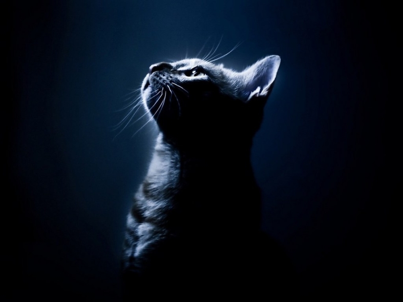 30 reasons to exchange a wife for a cat 30 reasons to exchange a wife for a cat