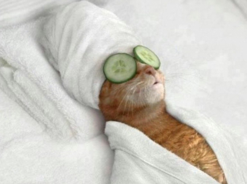 30 reasons to exchange a wife for a cat 30 reasons to exchange a wife for a cat