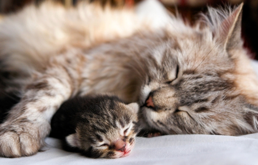 30 reasons to exchange a wife for a cat 30 reasons to exchange a wife for a cat