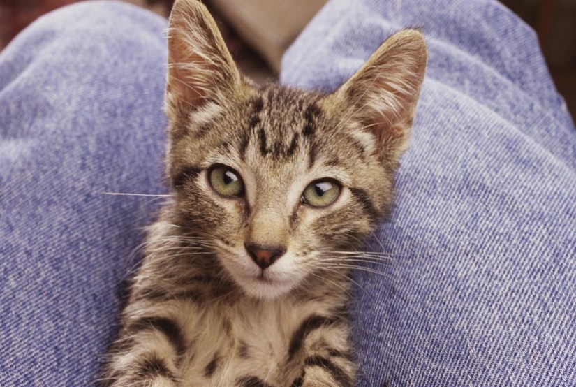 30 reasons to exchange a wife for a cat 30 reasons to exchange a wife for a cat