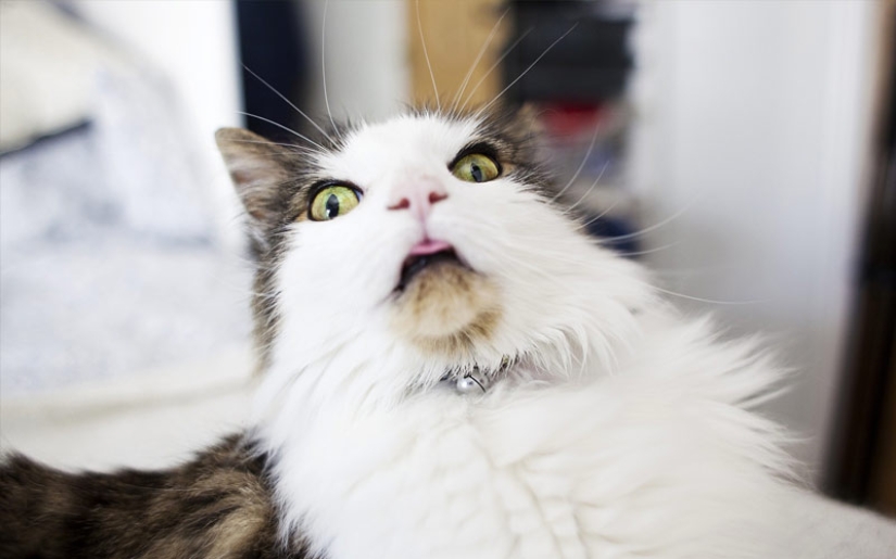 30 ways to use cats in the household