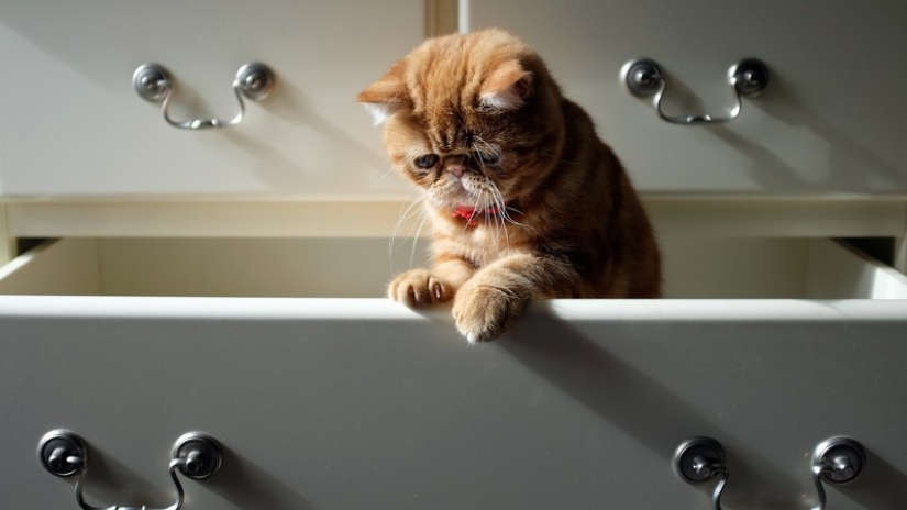 30 ways to use cats in the household