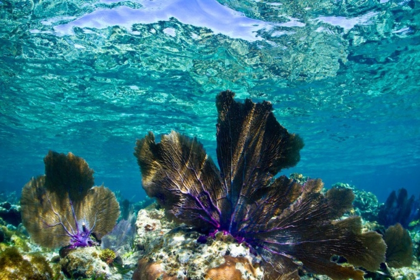 35 unique places of the planet that will surprise with crystal clear water