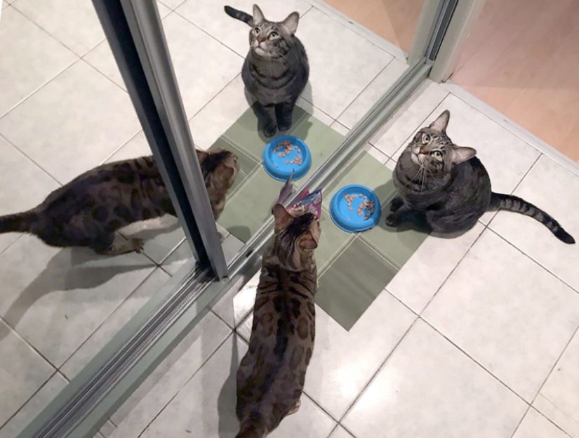 4 canonical tips on how to properly feed domestic cats