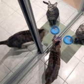 4 canonical tips on how to properly feed domestic cats 4 canonical tips on how to properly feed domestic cats