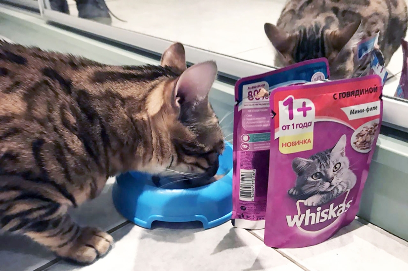 4 canonical tips on how to properly feed domestic cats