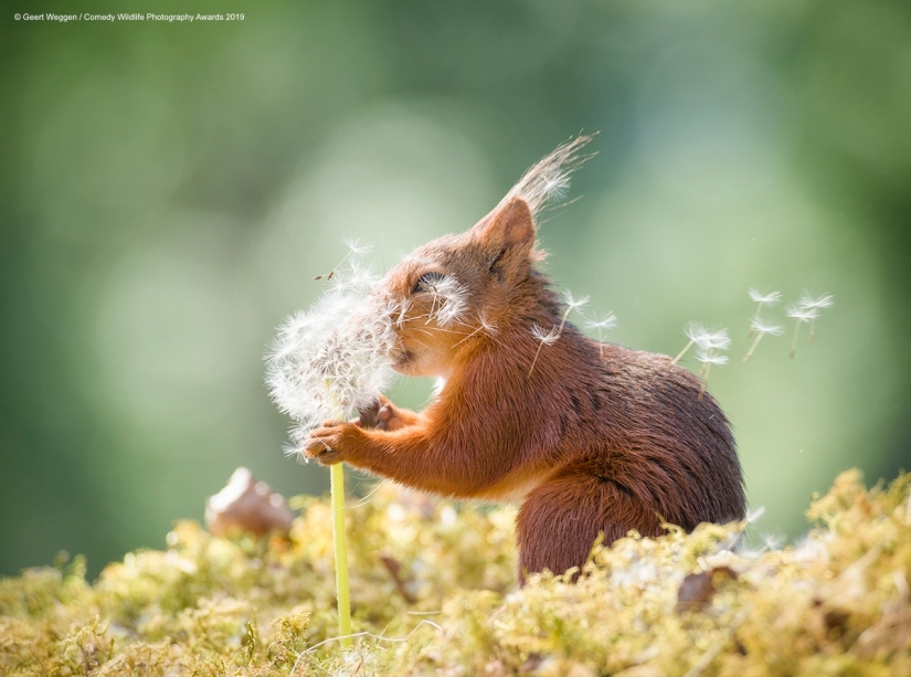 40 sonrisas salvajes en una publicación: una selección de trabajos de los finalistas del concurso fotográfico Comedy Wildlife Photography Awards 2019